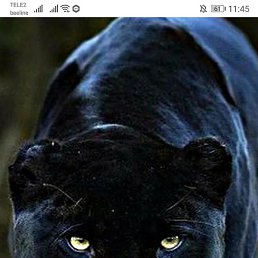 �����, ��������, 48 ���