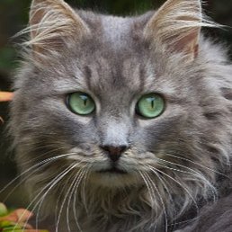 ������, ��������, 36 ���