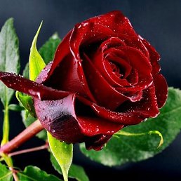 Igor, �������, 41 ���