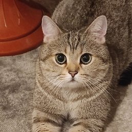 ���� ����, �������, 50 ��� - ��������� 11 ������� 2023