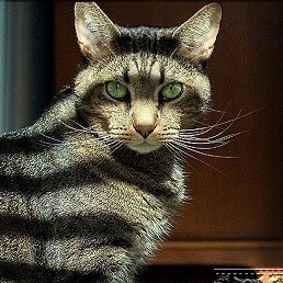 Rino, ������, 48 ���