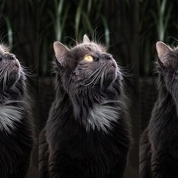 �����, �����������, 42 ����