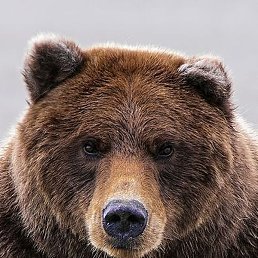 �������, ������, 43 ����