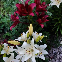 ���� �����, �����, 44 ���� - ��������� 17 ���� 2023