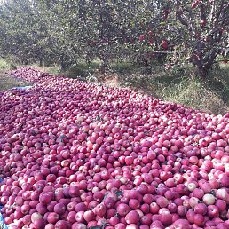 ���� Nasrullo, ���������, 43 ���� - ��������� 12 �������� 2023