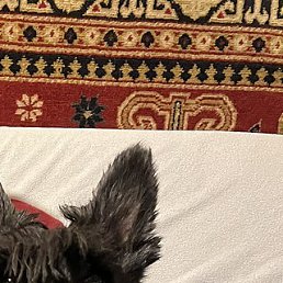 �������, �������, 65 ���