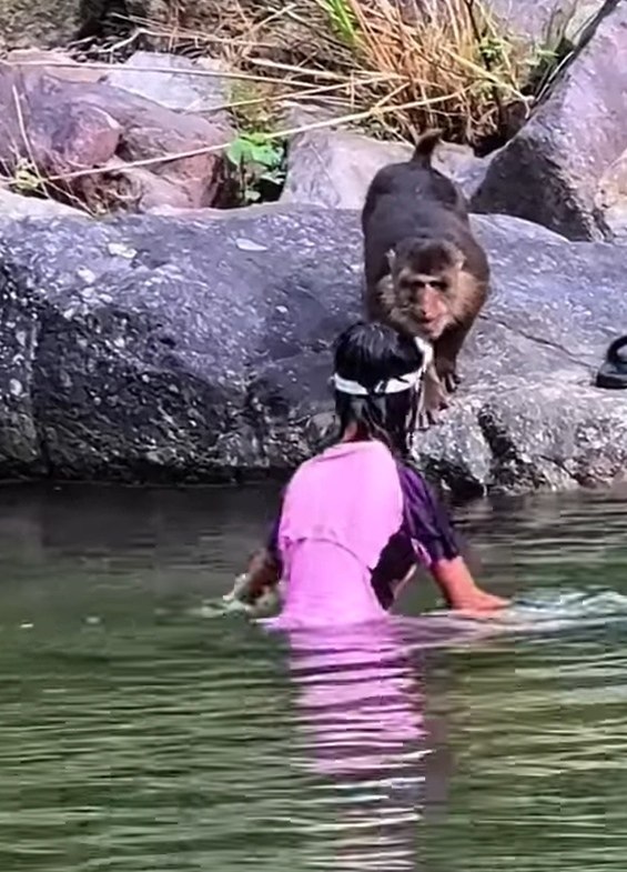 Зачем туристы на отдыхе сначала пристают к животным, а потом удивляются, что они нападают? - 2