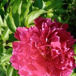 ����, ��������, 68 ���