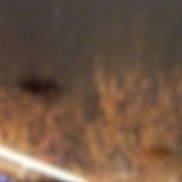 �����, 59 ���, ����