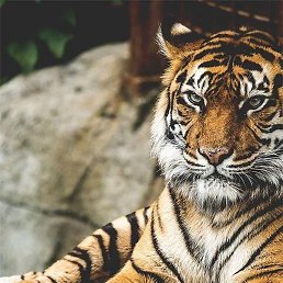 ����, �����������, 50 ���