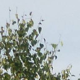 �������, �������������, 46 ���