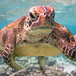 Abobus, �������, 18 ���