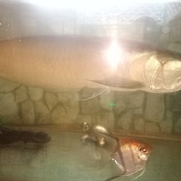 ����, �����, 50 ���