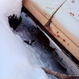 �����, ������, 55 ���