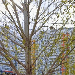 ���������, 41 ���, ��������