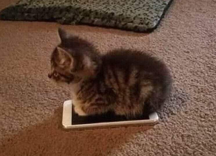 :) Кот нашел телефон... К его удивлению, этот предмет, пахнущий человеком, оказался довольно теплым. ...