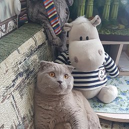 �������, �����-���������, 63 ����