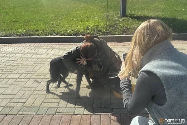 Собака Лора: три дня скитаний и возвращение домой.Собака по кличке Лора, прибывшая в Санкт-Петербург ... - 2