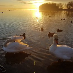 �����, �����-���������