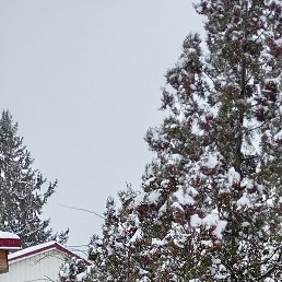 �����, ���������, 44 ����