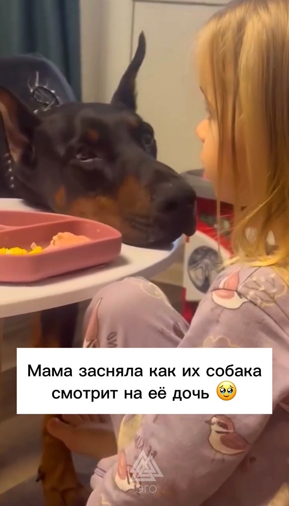 С какой любовью и заботой пес смотрит на ребёнка