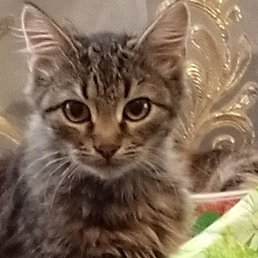 ���� �����, ������, 46 ��� - ��������� 29 ������� 2023