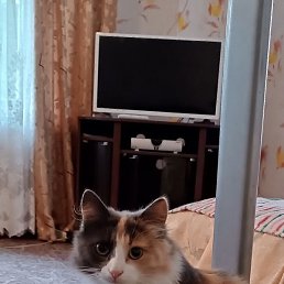 �����, ������, 38 ���