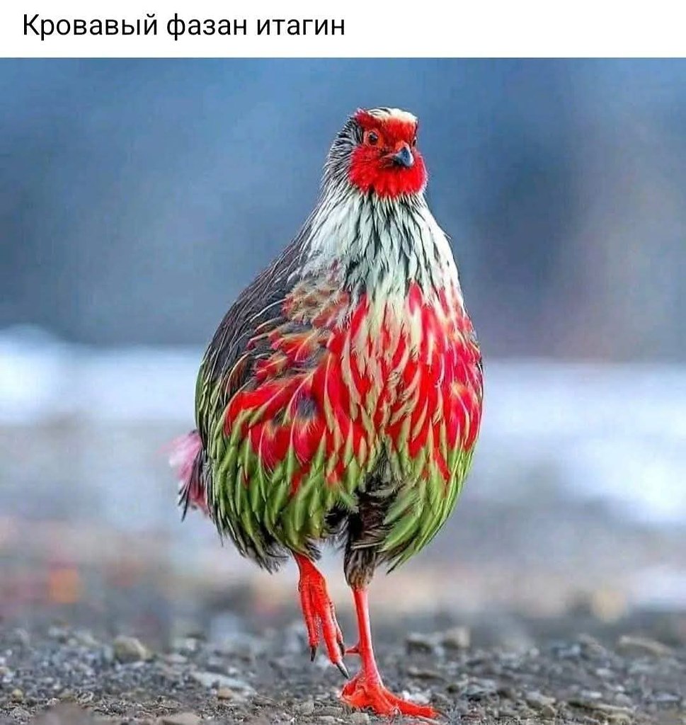 :) Кровавый фазан, также известный как итагин или сермун (лат. Ithaginis cruentus). Это вид птиц из ...