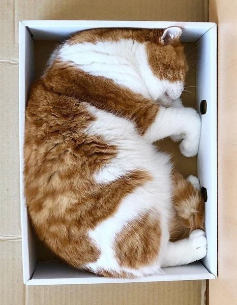 Котики, спящие в своих любимых коробочках - это отдельный вид искусства!