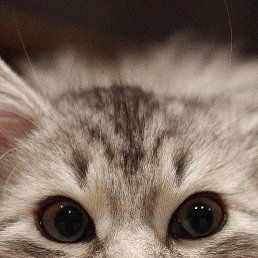 ��������, �����-���������, 31 ���