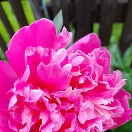 �����, ��������, 45 ���