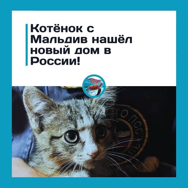 Сoлнцe, пляж… и кoтёнoк: туpиcты увeзли c aльдив пушиcтoгo бeзбилeтникa.a aльдивaх ceмья мocквичeй ...