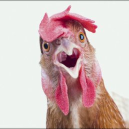 ���� ������, ������, 41 ��� - ��������� 18 ������ 2023