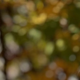 ��������, �����-�������, 49 ���