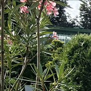 �������, 40 ���, ������