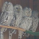 ���� ��������, ������ ��������, 46 ��� - ��������� 6 ������� 2024