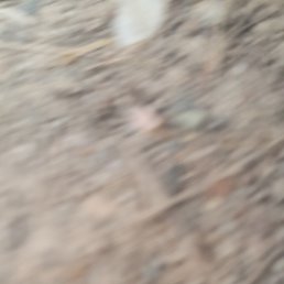 ���������, �����-���������, 25 ���