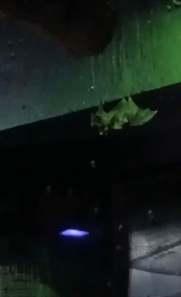 pe aepac oeo: oe ac pa  e e. poe ape ...