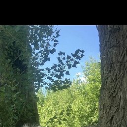 ����, ����