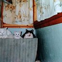 ���� Gerom, ������� - ��������� 4 ������� 2026 � ������ ���� ����������