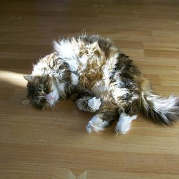 �����, �����-���������, 61 ���