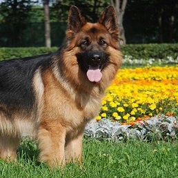 ������, �������, 87 ���