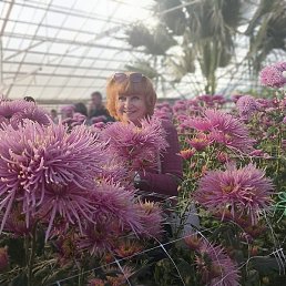 ����, ���������