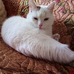 �������, ���������, 65 ���