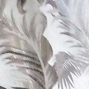 , 51 , 