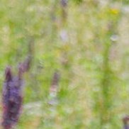 �����, 51 ���, ���������