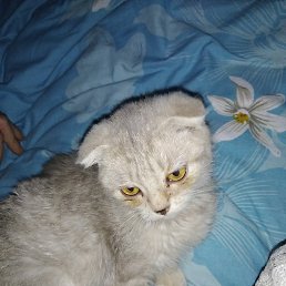 Dima, �����, 38 ���