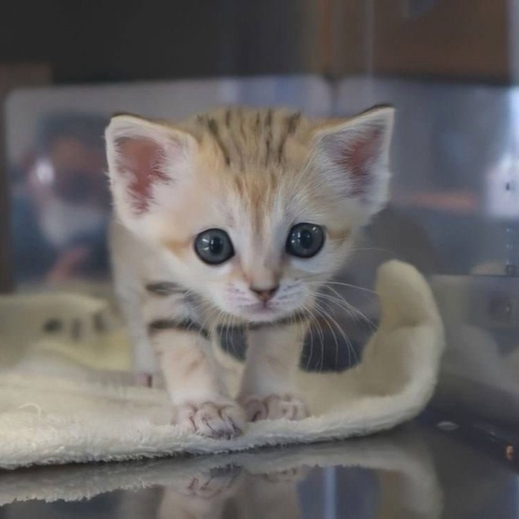 ecae o  o cae aee e o, oope   ce.  a co op ... - 3