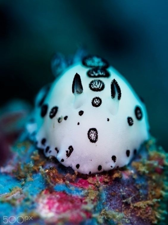 ,      -    .  ,  . ... - 5