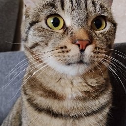 ���� ��������, ������ - ��������� 11 ������� 2025